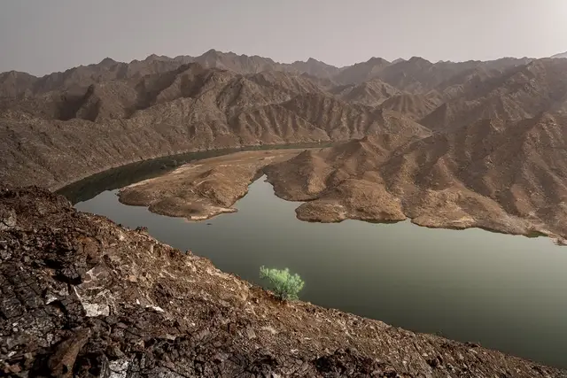 survive - بقاء